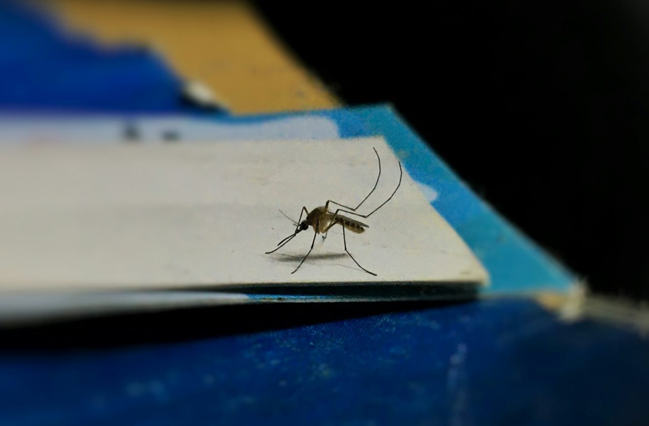 a mosquito sitting on top of a piece of paper