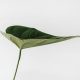 green leaf photography