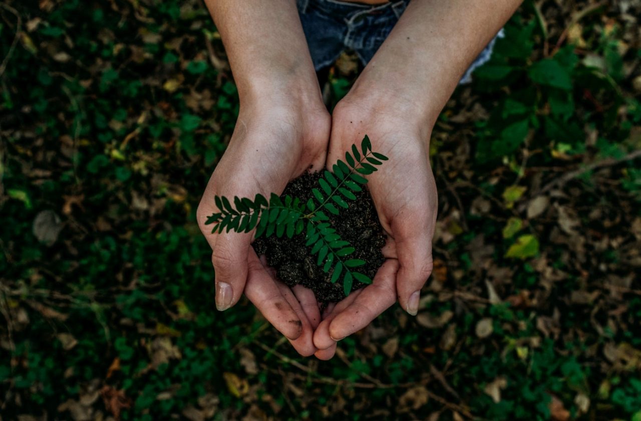 green plant